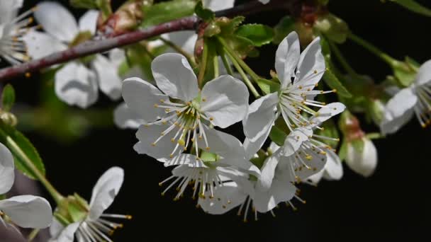 Bliska Biała Wiśniowa Kwiat Śliwki Zielonymi Liśćmi Niski Kąt Widzenia — Wideo stockowe