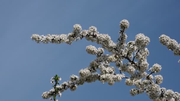 Fiore Ciliegio Bianco Vicino Sopra Cielo Blu Chiaro Vista Angolo — Video Stock