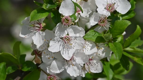 Gros Plan Fleur Prunier Cerisier Blanc Aux Feuilles Vertes Vue — Video