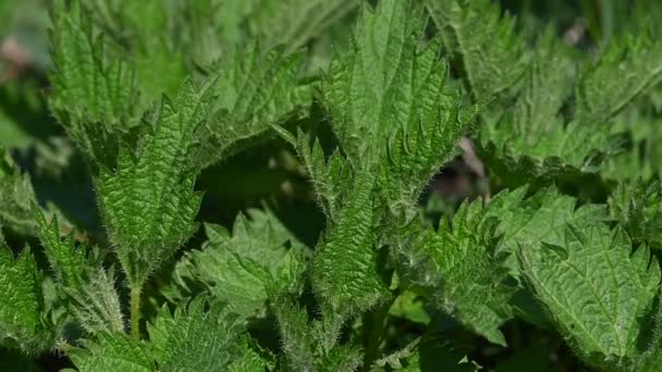 Närbild Bakgrund Färska Gröna Nässlor Blad Hög Vinkel View — Stockvideo