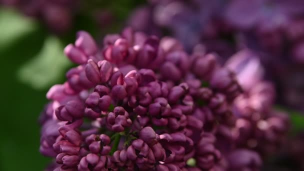 Nahaufnahme Lila Lila Blüten Mit Frischen Frühlingshaften Grünen Blättern Niedriger — Stockvideo