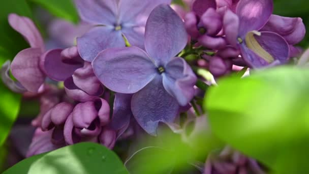 新鮮な春の緑の葉 低角ビューと極端にクローズアップ紫色のライラックの花 — ストック動画