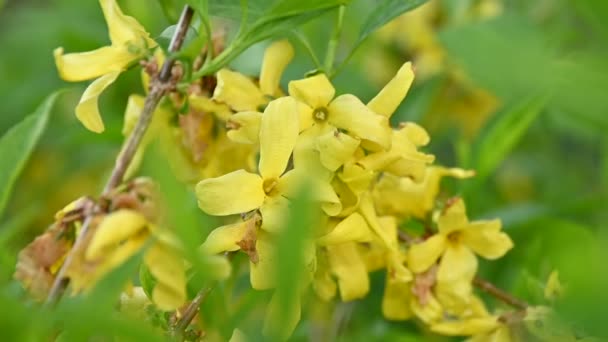 Nahaufnahme Gelbe Blüten Des Forsythien Osterbaums Mit Grünen Blättern Blick — Stockvideo