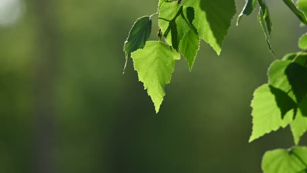 Cerrar Varias Hojas Abedul Verde Primavera Fresca Sobre Fondo Verde — Vídeos de Stock