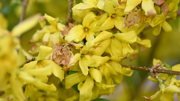 Cerca Flores Amarillas Forsythia Árbol Pascua Vista Ángulo Bajo — Vídeo de stock