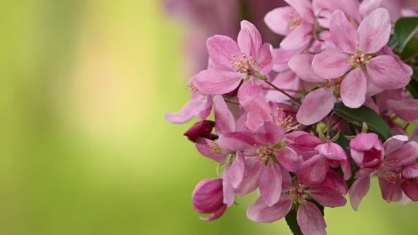 Nahaufnahme Rosa Asiatische Wilde Krabbenbaumblüte Mit Blättern Über Grünem Hintergrund — Stockvideo