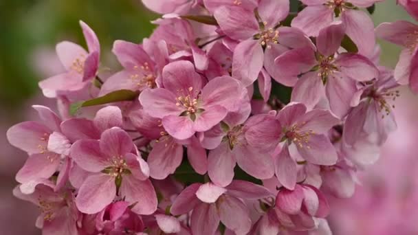 Close Pink Asian Wild Crabapple Tree Blossom Green Leaves Low — Stock Video