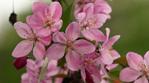 特写粉红色亚洲野蟹树开花与叶子在绿色背景与复制空间 低角度视图 慢动作 — 图库视频影像