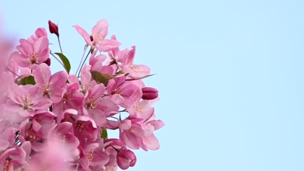 Close Ροζ Ασιατικό Άγριο Αγριοκάβουρα Δέντρο Ανθίζει Πράσινα Φύλλα Πάνω — Αρχείο Βίντεο