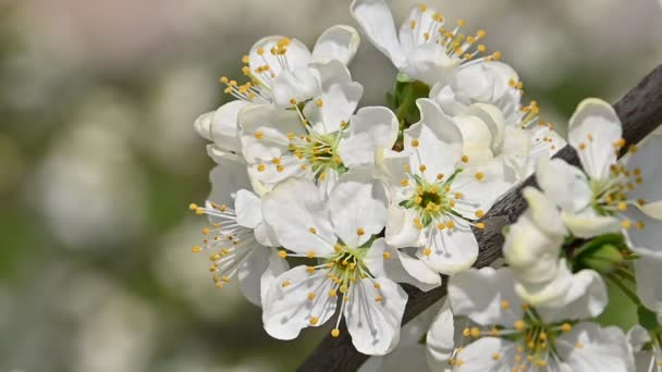 緑の葉 低角ビュー スローモーションで白い桜の花をクローズアップ — ストック動画