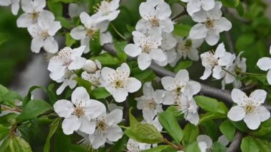 Yeşil yaprakların üzerinde beyaz kiraz ağacı çiçeği, düşük açı görünümü, yavaş hareket kapatın