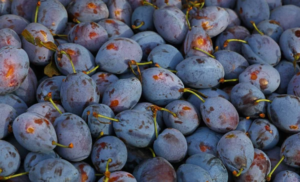 Ameixas azuis maduras frescas fecham no mercado de agricultores — Fotografia de Stock