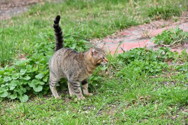 Yeşil çim gri yerli kedi