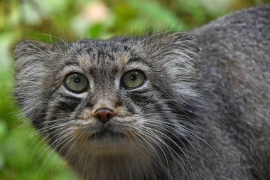 Manul Pallas kedi portre kadar kapatın