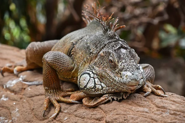 Close up portrait of green iguana resting on rocks — Stock Photo, Image
