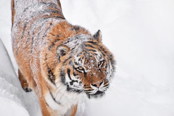 Close up portrait of Siberian tiger in winter snow — Stock Photo, Image