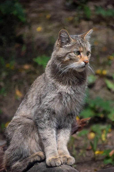European wildcat standing side view close up — Stock Photo, Image