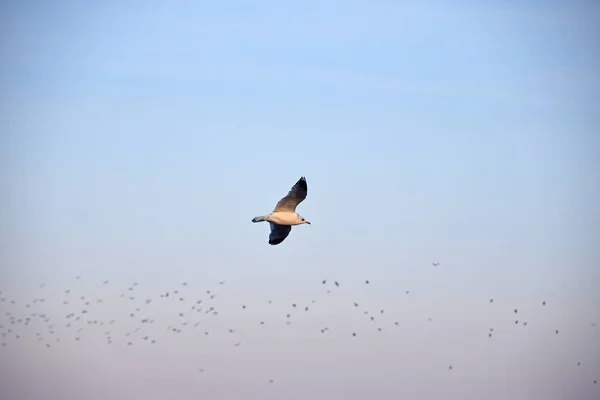 Uma gaivota voando pairando no céu azul — Fotografia de Stock