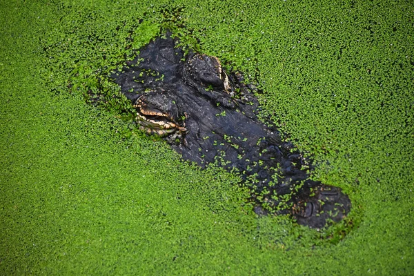 Närbild porträtt av krokodil i gröna andmat — Stockfoto