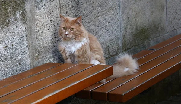 Portrait of ginger domestic cat on bench — Stock Photo, Image