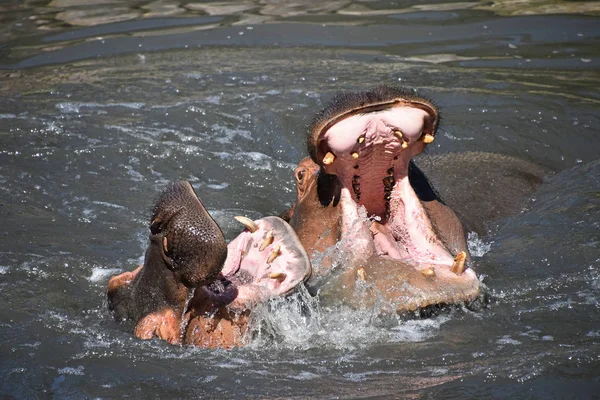 Couple Hippos Swim Play Water — Stock Photo, Image