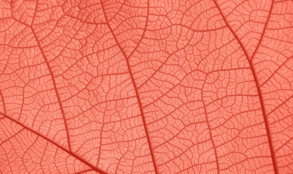 Korall rosa tonas närbild konsistens av blad vener — Stockfoto