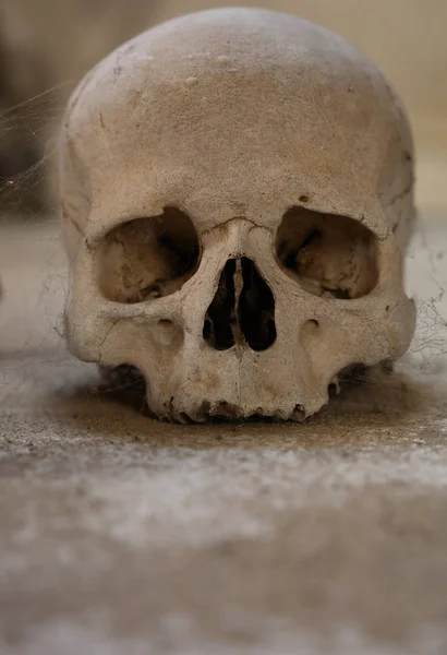 Close up of old human skull with cobweb