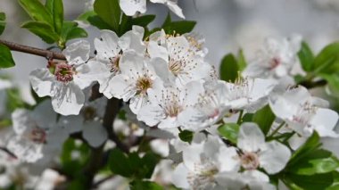 Yeşil yaprakları düşük açı görünümü yavaş hareket ile beyaz kiraz ağacı çiçeği kadar yakın