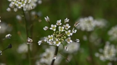 Yeşil çim arka plan yüksek açı görünümü seçici odak yavaş hareket üzerinde aşırı yakın beyaz Capsella çiçekleri