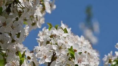 Açık mavi gökyüzü düşük açı görünümü yavaş hareket üzerinde beyaz kiraz ağacı çiçeği kadar yakın