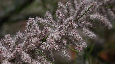 Pembe Tamarisk (Tamarix tetrandra) düşük açı görünümü seçici odak çiçekleri kadar yakın