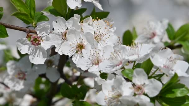 Cerrar flor de cerezo blanco con hojas verdes vista de ángulo bajo cámara lenta — Vídeos de Stock