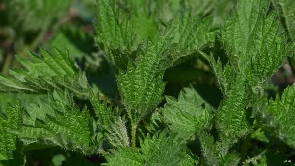 Närbild bakgrund av färska gröna nässlor lämnar hög vinkel View — Stockvideo