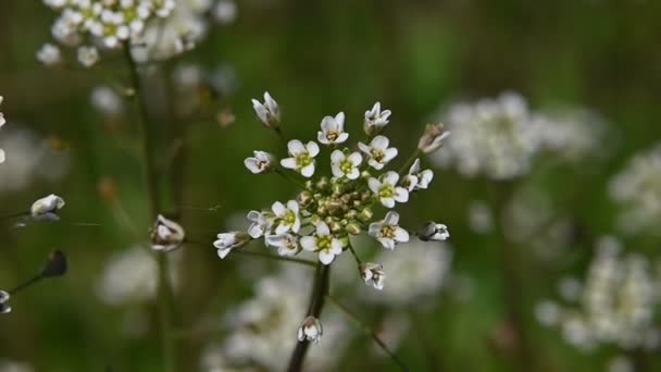 Extrême gros plan blanc Capsella fleurs sur fond d'herbe verte vue grand angle mise au point sélective ralenti — Video