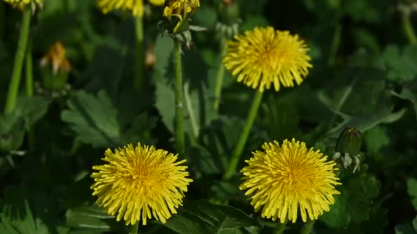 Aşırı yakın yeşil çim arka plan yüksek açı görünümü üzerinde birkaç sarı karahindiba çiçekleri — Stok video