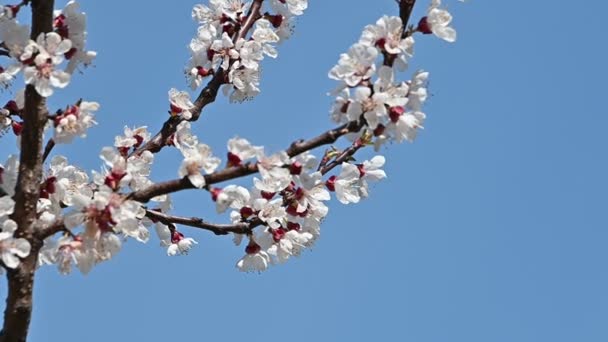 Gros plan branche d'abricot fleurir sur ciel bleu clair vue à angle bas ralenti — Video