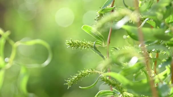 Közelről friss tavaszi ágak a kínai fűfa levelekkel és barkái felett koncentrált zöld háttér bokeh alacsony látószögű nézet — Stock videók