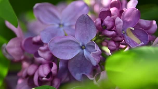 新鮮な春の緑の葉の低角度ビューと極端にクローズアップ紫色のライラックの花 — ストック動画