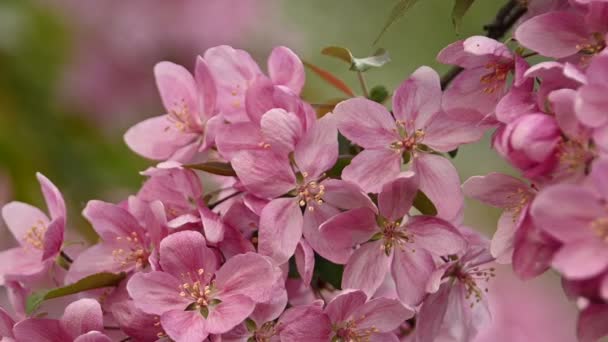 緑の葉とピンクのアジアの野生のカニの木の花を閉じる 低角度ビュースローモーション — ストック動画