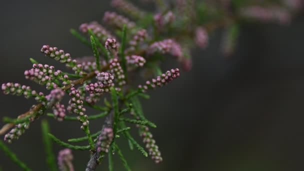 Close-up toppen van roze tamarisk (Tamarix tetrandra) lage hoek zicht selectieve scherpstelling — Stockvideo