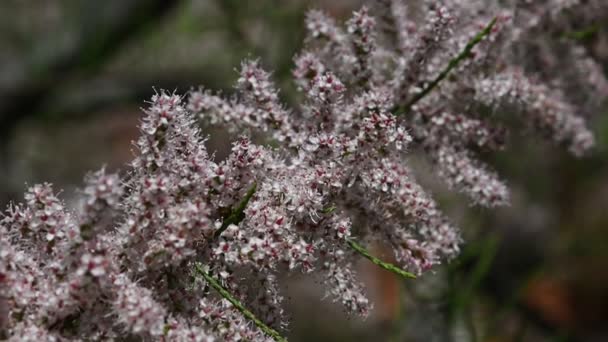 Close-up bloemen van roze tamarisk (Tamarix tetrandra) lage hoek zicht selectieve scherpstelling — Stockvideo