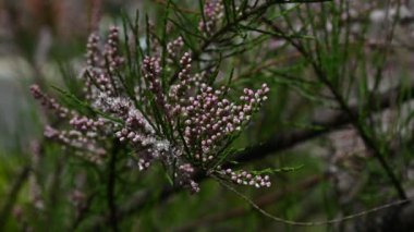 Pembe Tamarisk (Tamarix tetrandra) düşük açı görünümü seçici odak çiçekleri kadar yakın