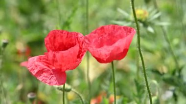 Rüzgar düşük açı görünümü 4k sallayarak yeşil alanda kırmızı haşhaş çiçekleri kadar yakın