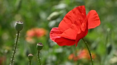 Rüzgar güneşli gün düşük açı görünümü yavaş hareket sallayarak yeşil alanda kırmızı haşhaş çiçekleri kadar yakın