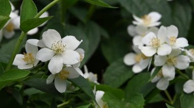 Çiçek düşük açı görünümü yavaş hareket beyaz yasemin çiçekleri kadar yakın