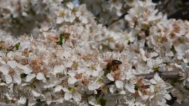 Nahaufnahme Honigbiene auf weißer Kirschpflaumenblüte mit grünen Blättern im niedrigen Winkel Ansicht 4k — Stockvideo