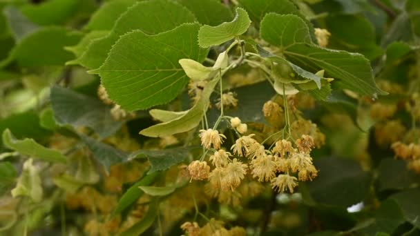 Close up yellow linden tree flowers in bloom low angle view slow motion — Stock Video