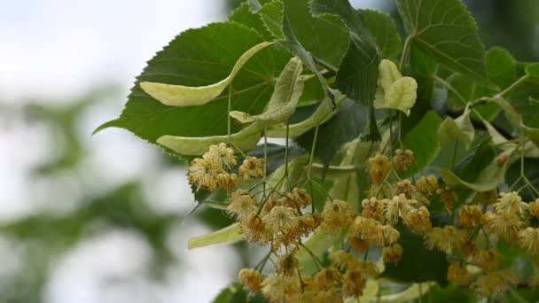 Close-up gele Linden boom bloemen in Bloom lage hoek weergave Slow Motion — Stockvideo