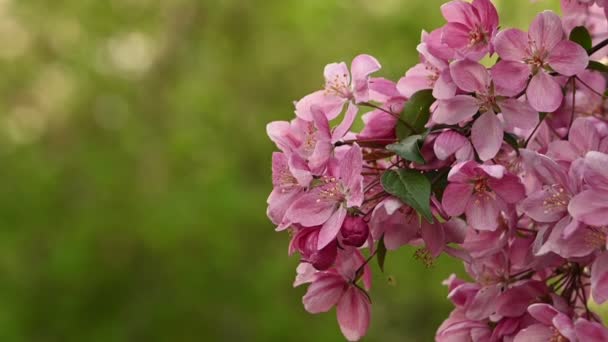 Крупним планом рожевий азіатських диких кравниці дерево цвітіння з листям через зелений фон з копіюванням простору низький кут зору повільний рух — стокове відео