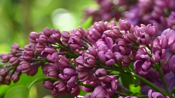 Närbild lila lila blommor med färska våren gröna löv låg vinkel View — Stockvideo